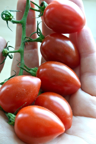 tomaatjes 