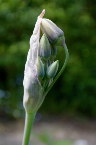 Allium-siculum-bloemknop
