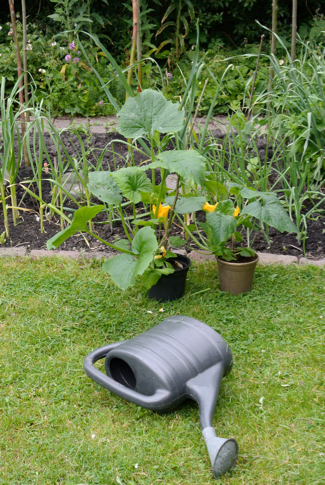 courgetteplant