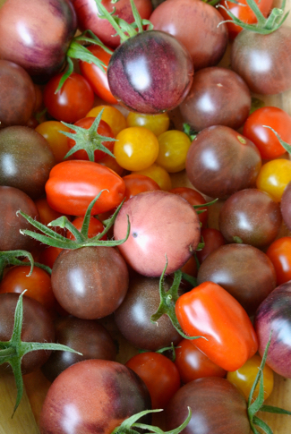 tomaten oogst 