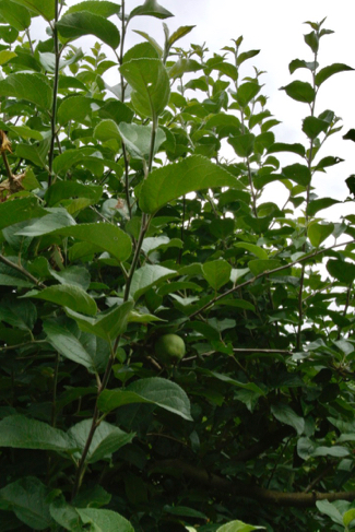 waterloten-appelboom