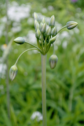 Allium-siculum